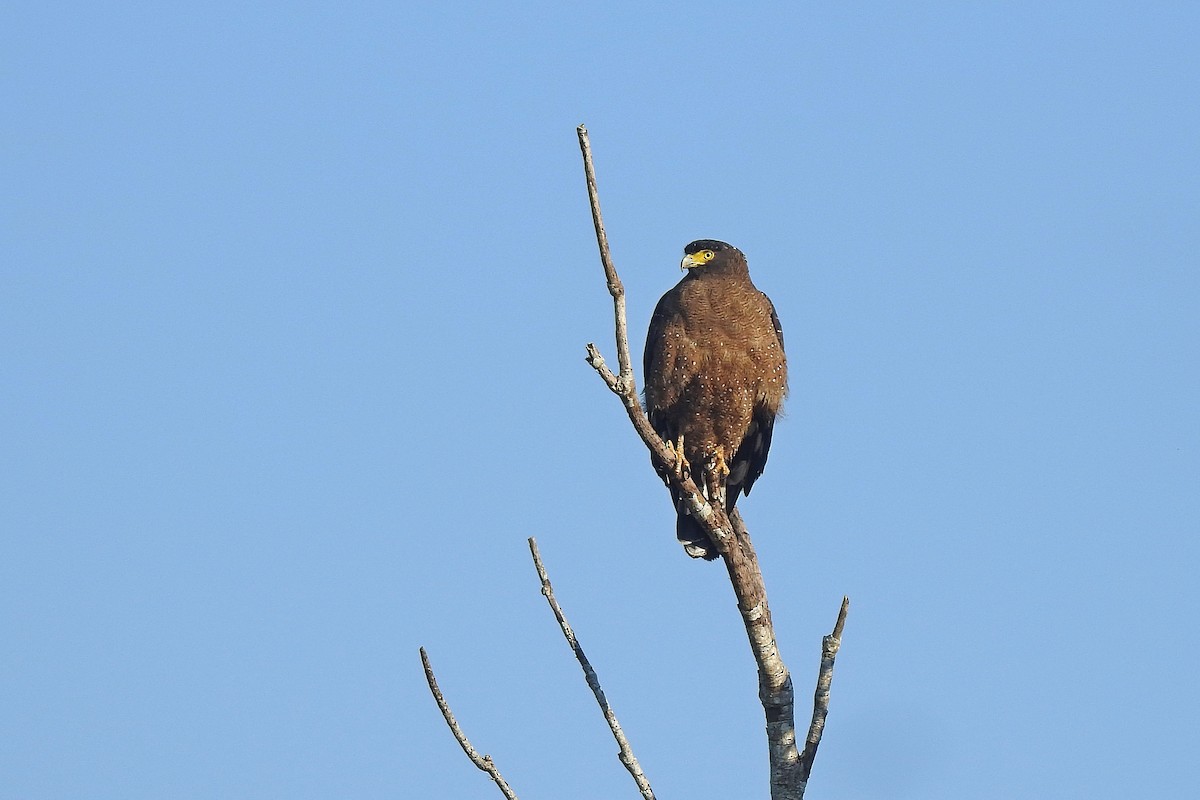 Crested Serpent-Eagle - ML611919965