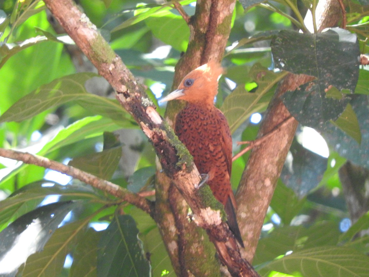 Chestnut-colored Woodpecker - ML611920023