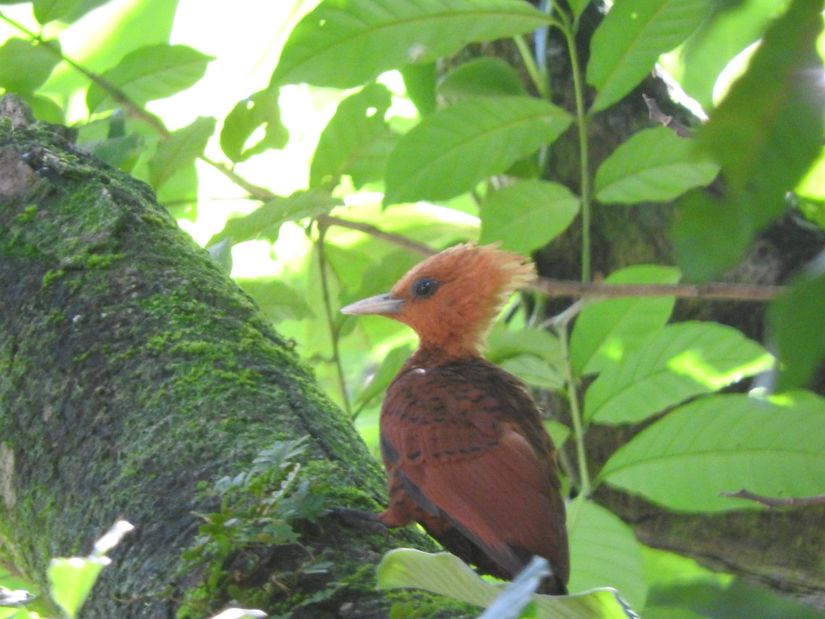 Chestnut-colored Woodpecker - ML611920028