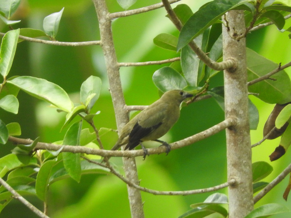 Palm Tanager - ML611920137