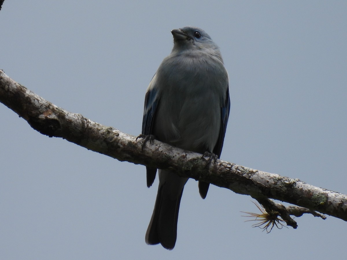 Blue-gray Tanager (White-edged) - ML611920237