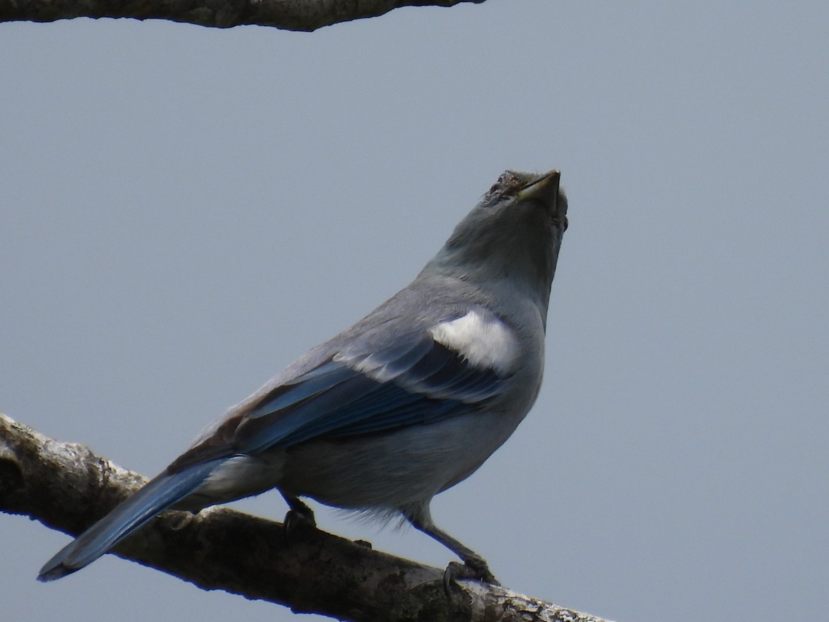 Blue-gray Tanager (White-edged) - ML611920251