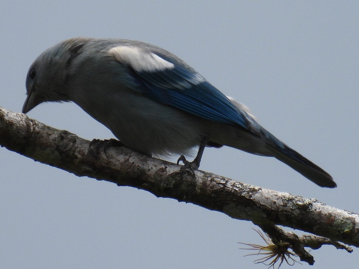 Blue-gray Tanager (White-edged) - ML611920262
