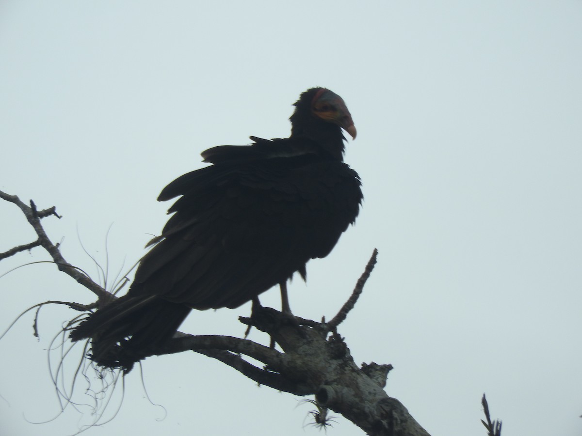 Lesser Yellow-headed Vulture - ML611920291