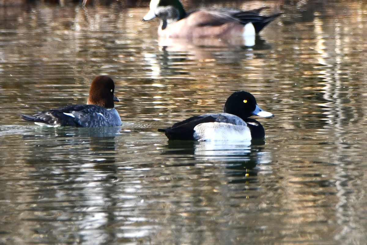 Greater Scaup - ML611920377