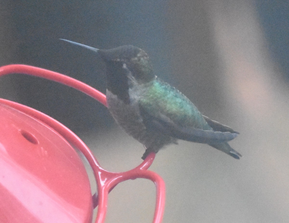 Anna's Hummingbird - ML611920459