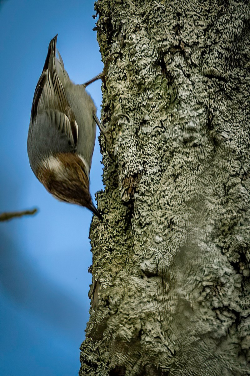 Brown-headed Nuthatch - ML611920483