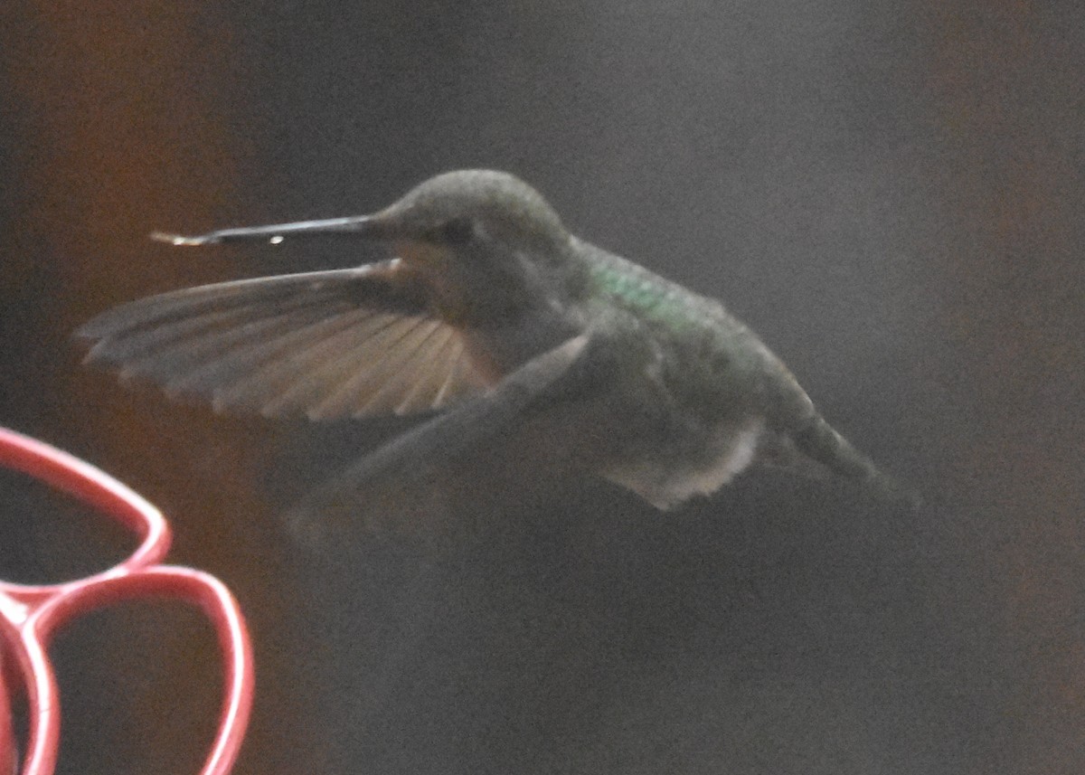 Anna's Hummingbird - ML611920622