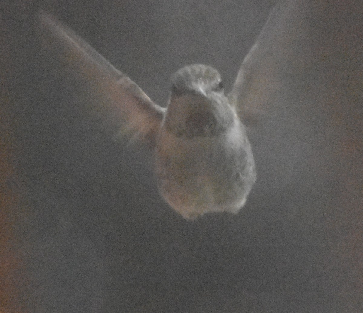 Anna's Hummingbird - ML611920623