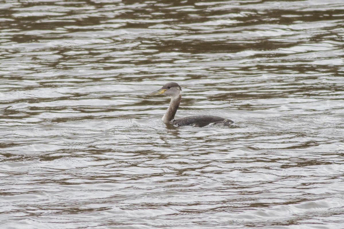 Red-necked Grebe - ML61192101
