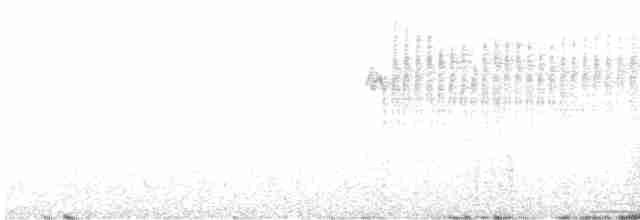 Percefleur à flancs blancs - ML611921030