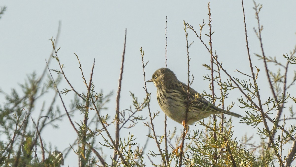 Meadow Pipit - ML611921183