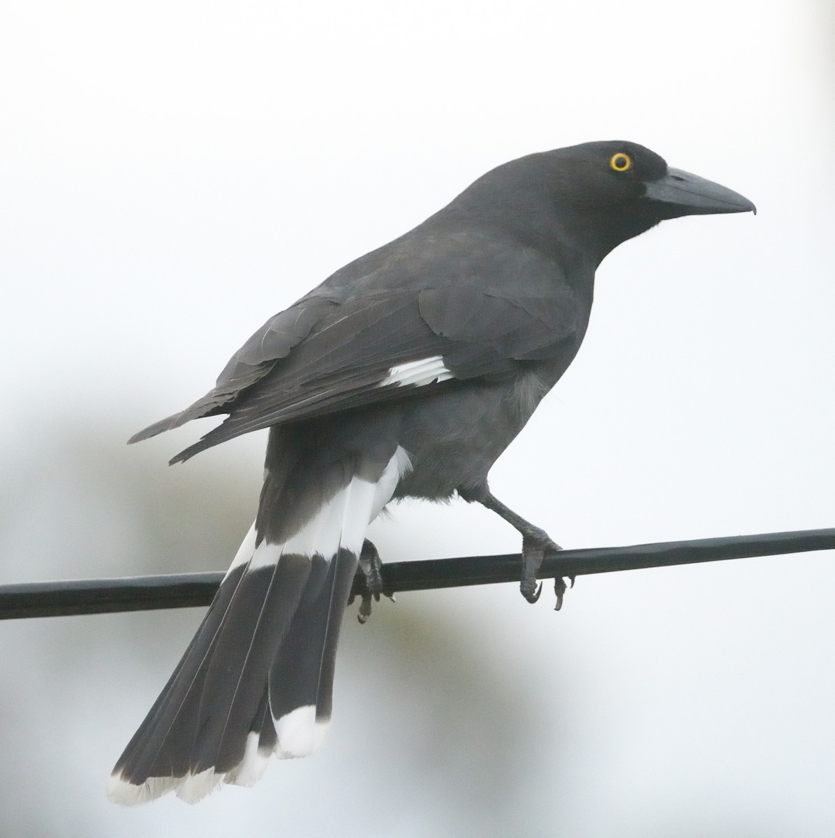 Pied Currawong - ML611921226