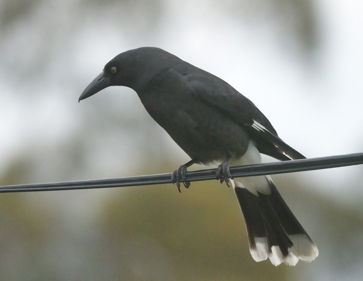Pied Currawong - ML611921229