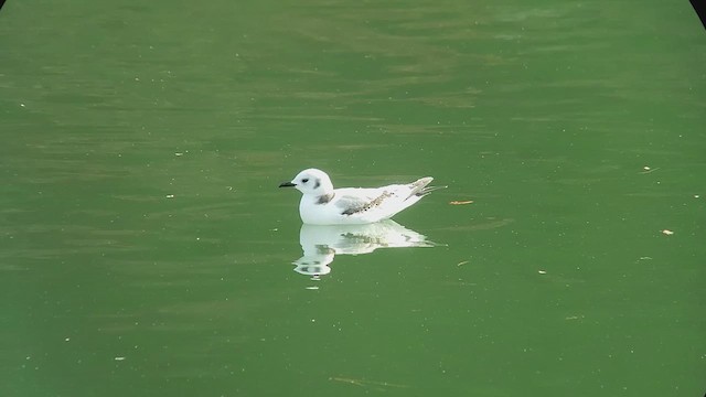 Mouette tridactyle - ML611921238