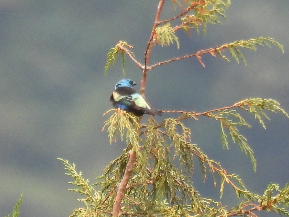 Blue-necked Tanager - ML611921353