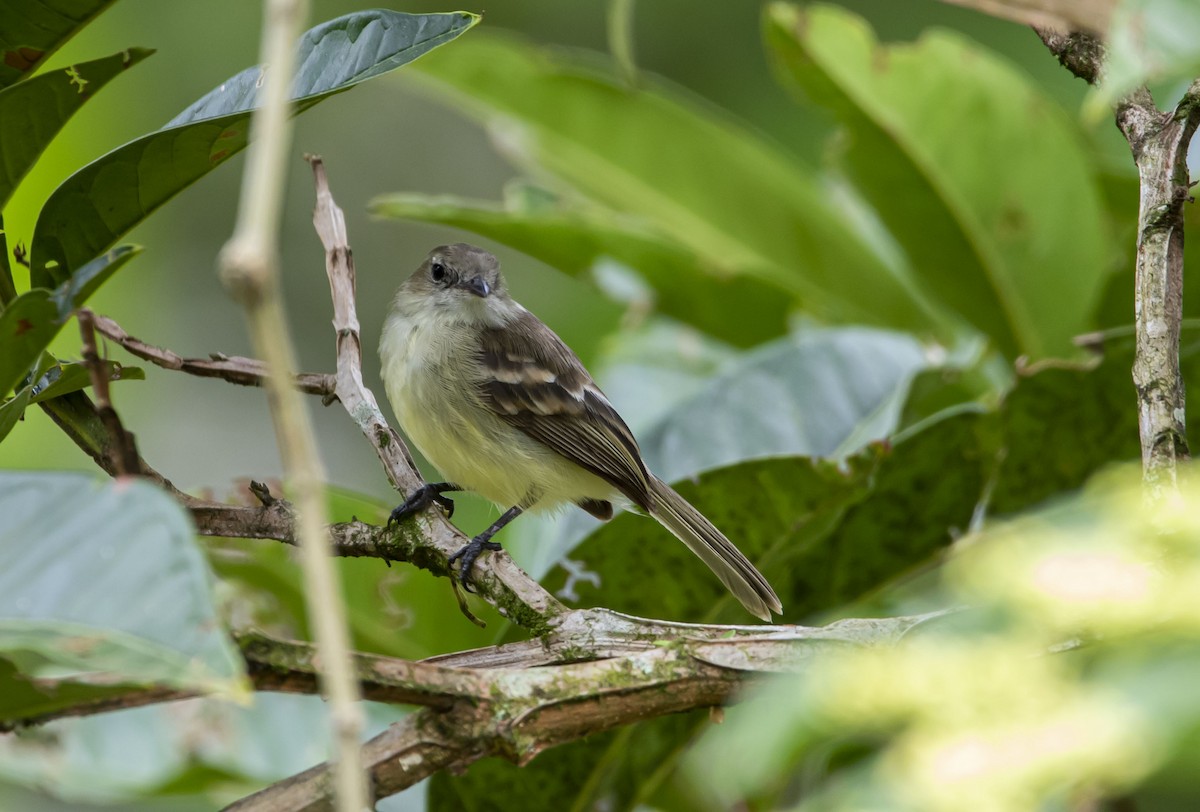 Southern Mouse-colored Tyrannulet - ML611921891