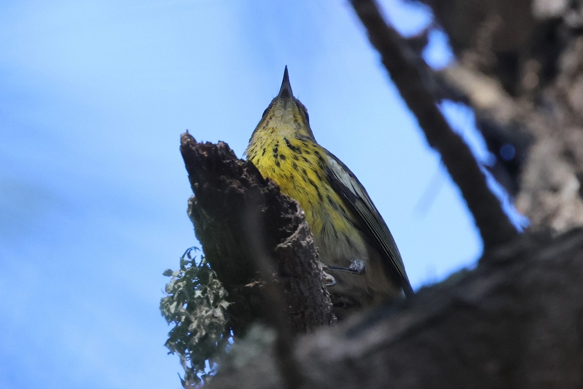 eBird Checklist 5 Dec 2023 Allan Hancock College 6 species