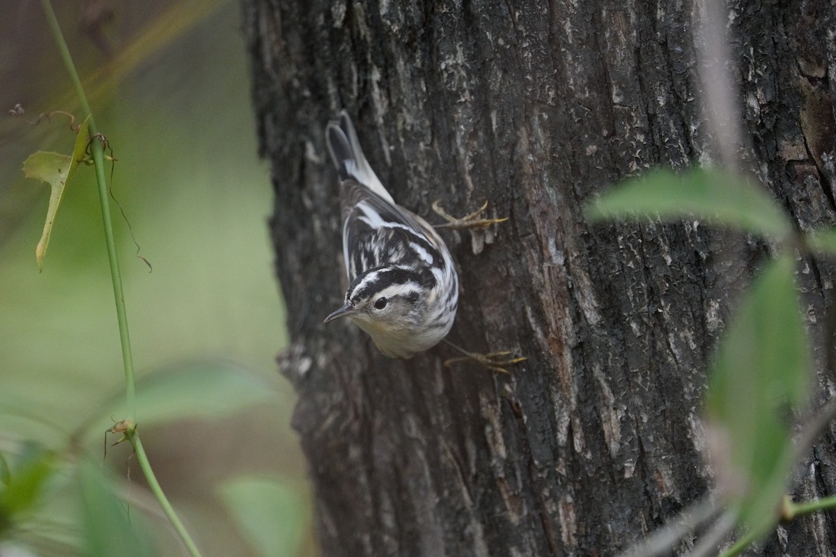 Black-and-white Warbler - ML611922207