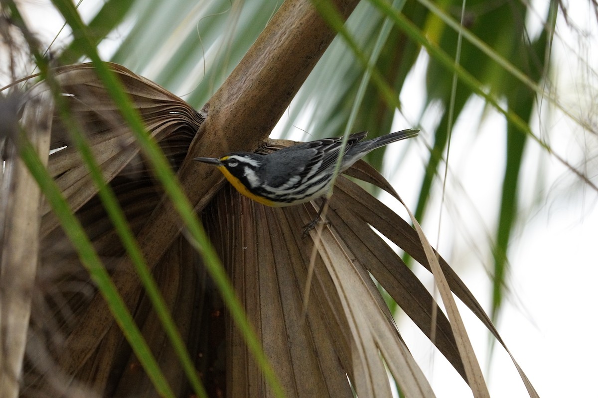 Yellow-throated Warbler - ML611922250