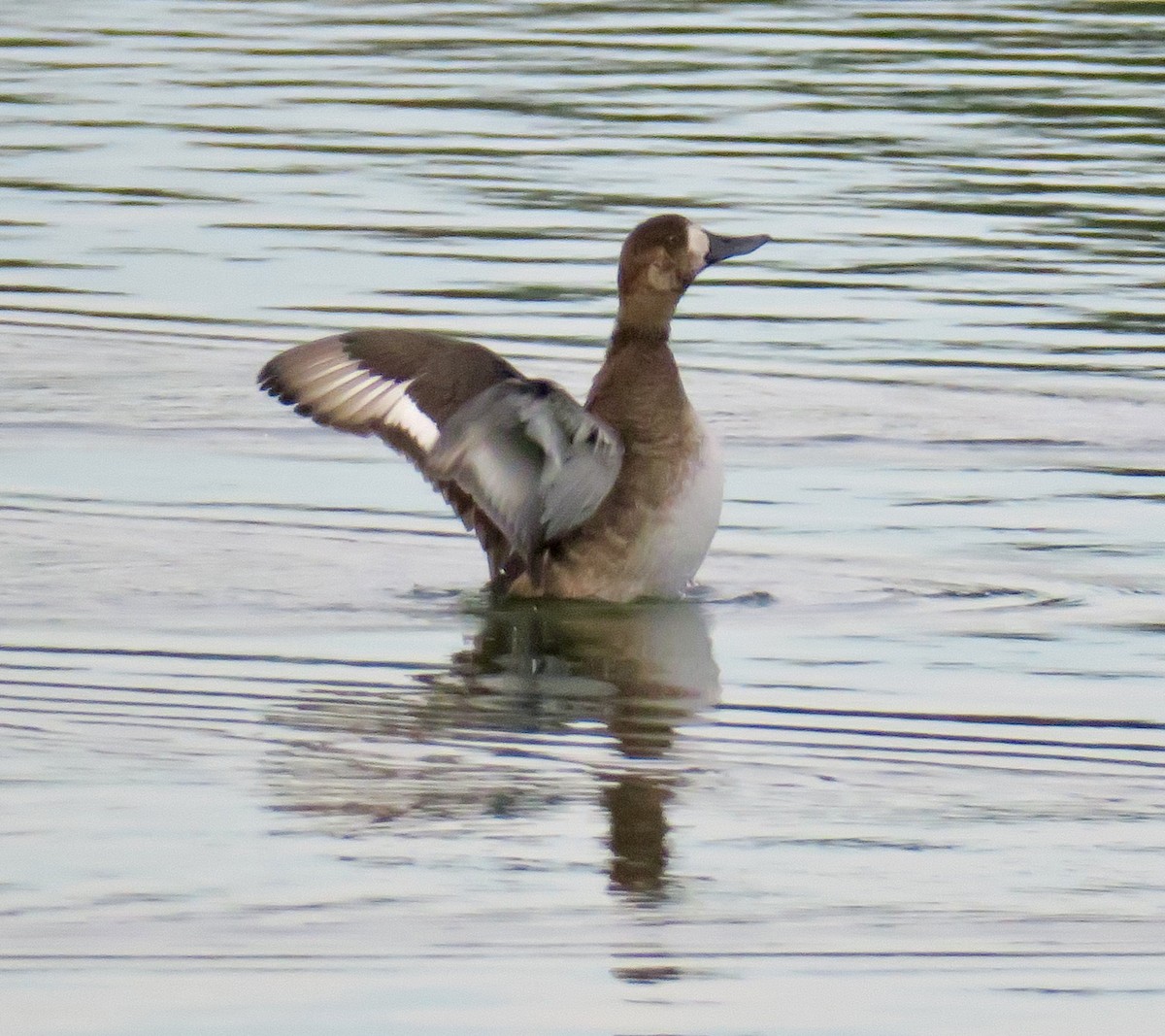 Greater Scaup - ML611922338