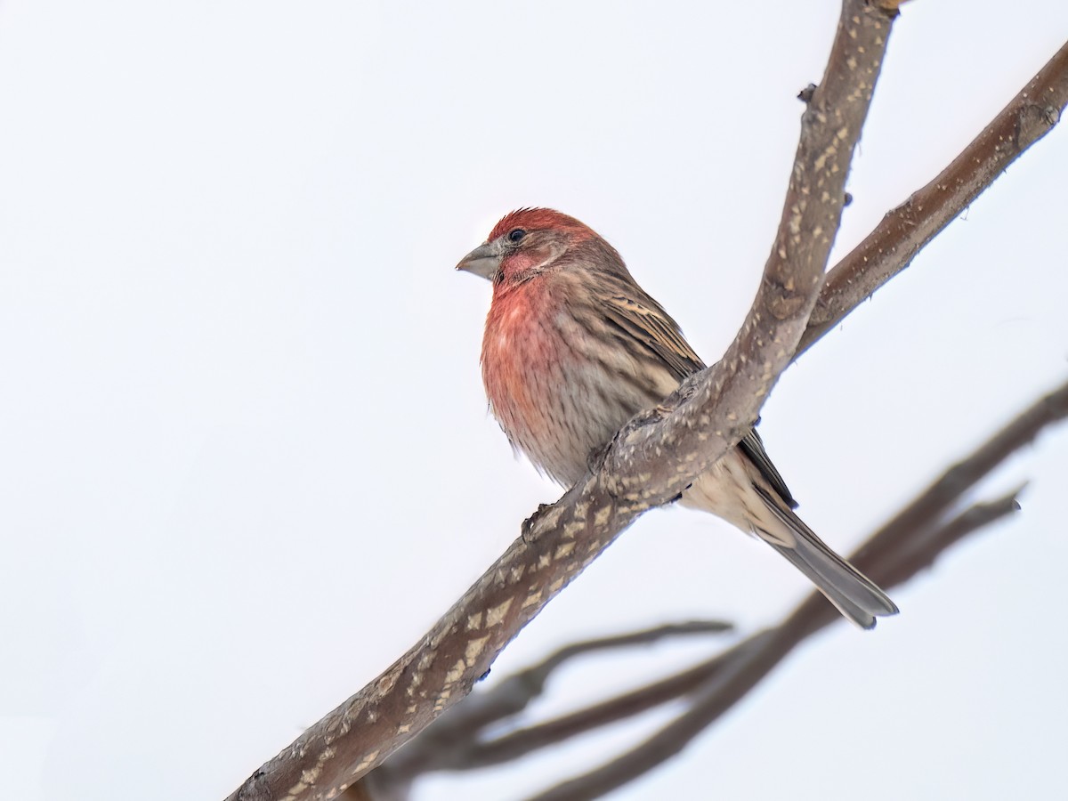 House Finch - ML611922392