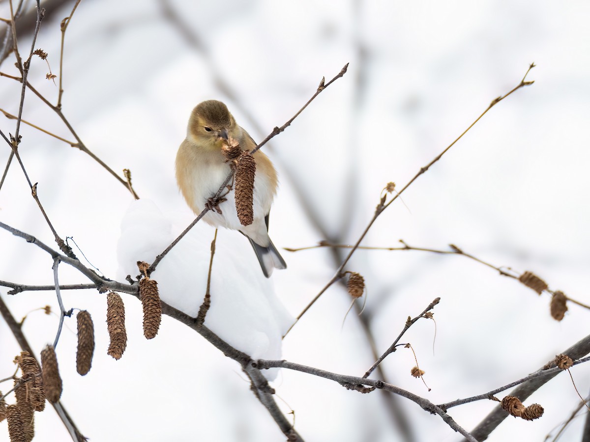 American Goldfinch - ML611922400