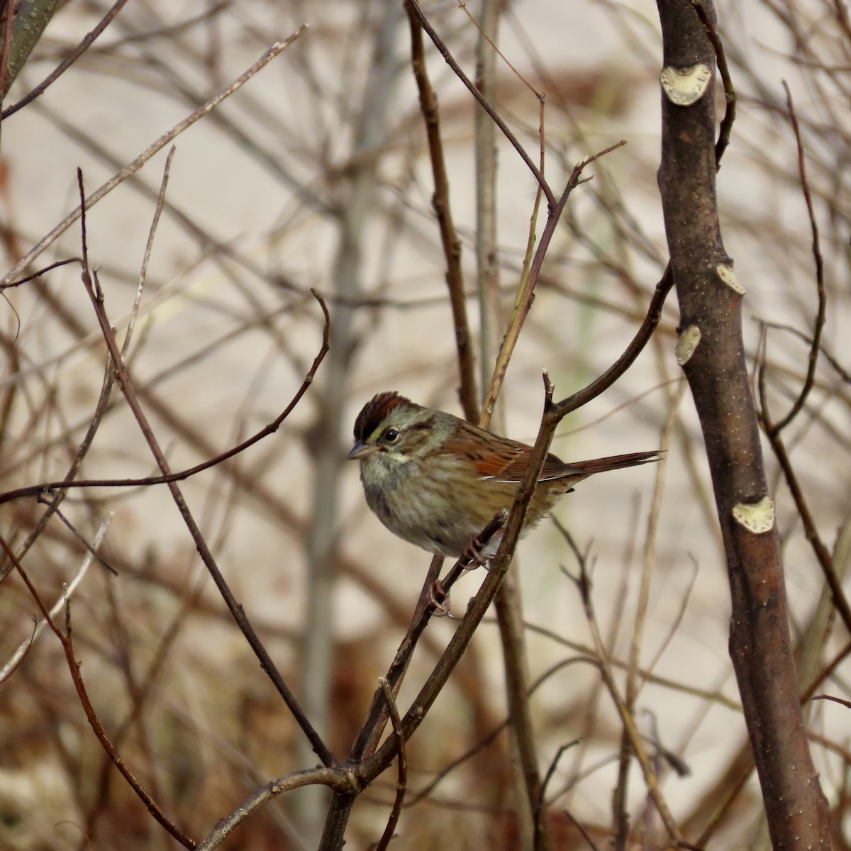 Swamp Sparrow - ML611922470
