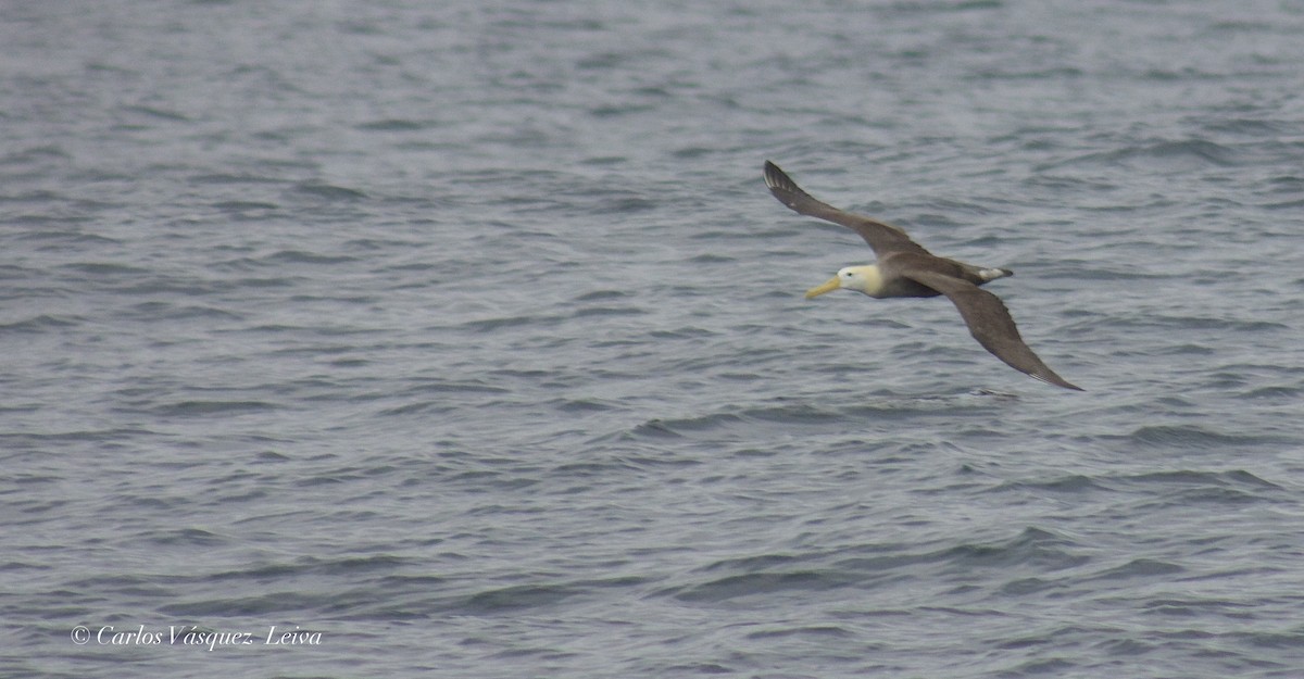 Waved Albatross - ML611922525