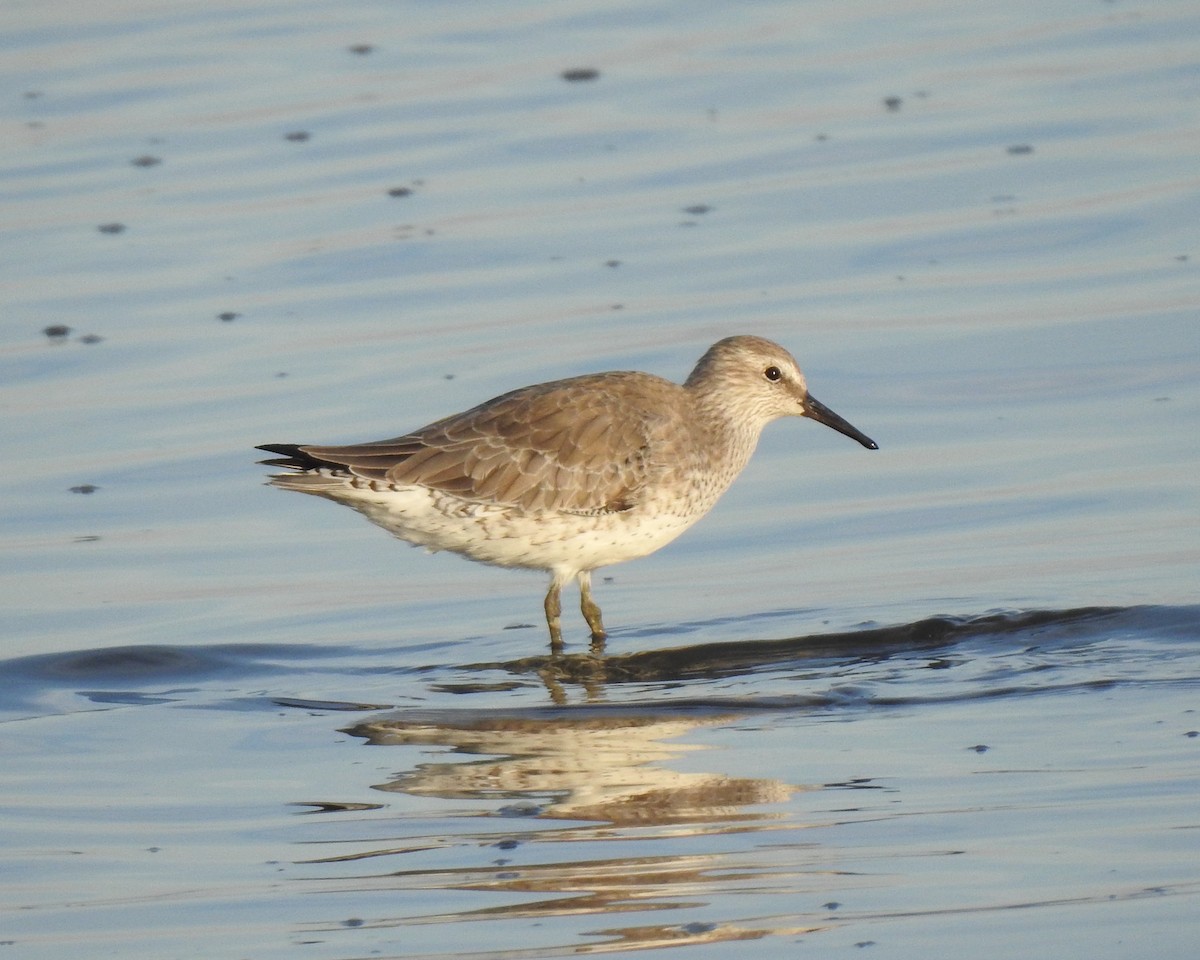 Red Knot - ML611922538