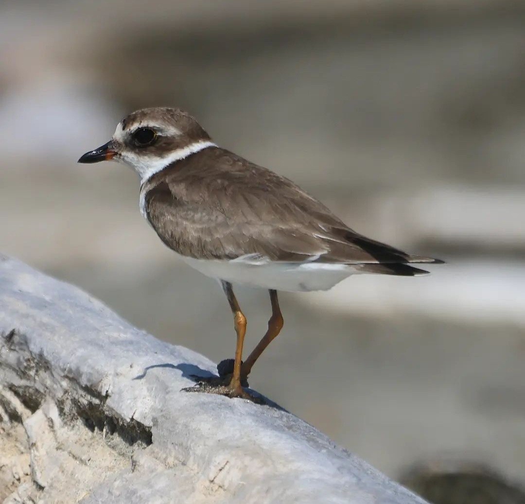 Semipalmated Plover - ML611923108