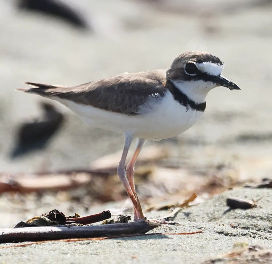 Collared Plover - ML611923118