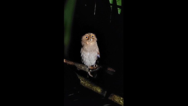 Puntarenas Screech-Owl (undescribed form) - ML611923299