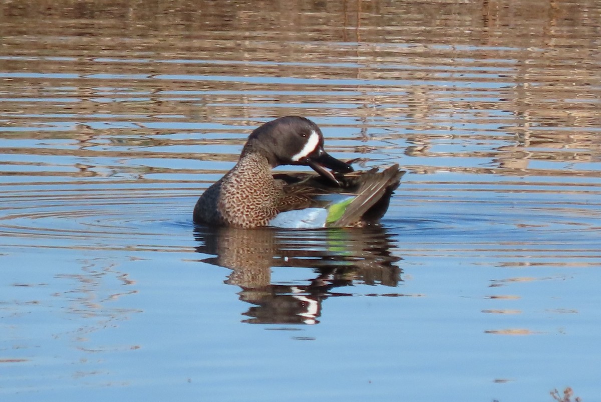 Blue-winged Teal - ML611923554