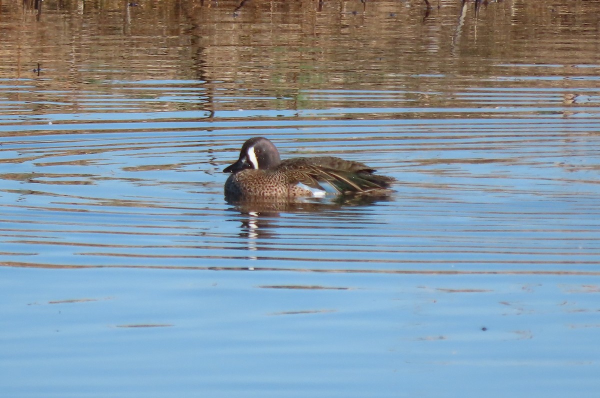 Blue-winged Teal - ML611923568