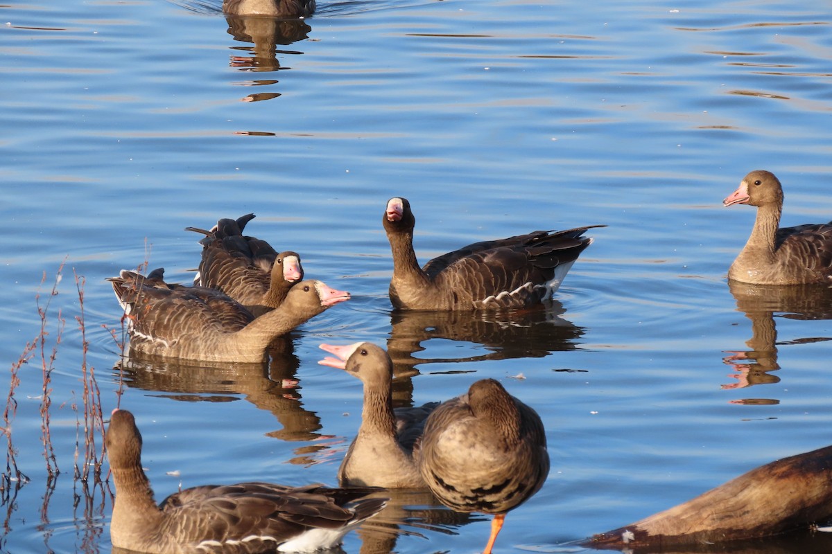 Greater White-fronted Goose - ML611923971
