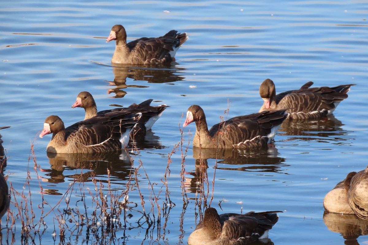 Greater White-fronted Goose - ML611924021