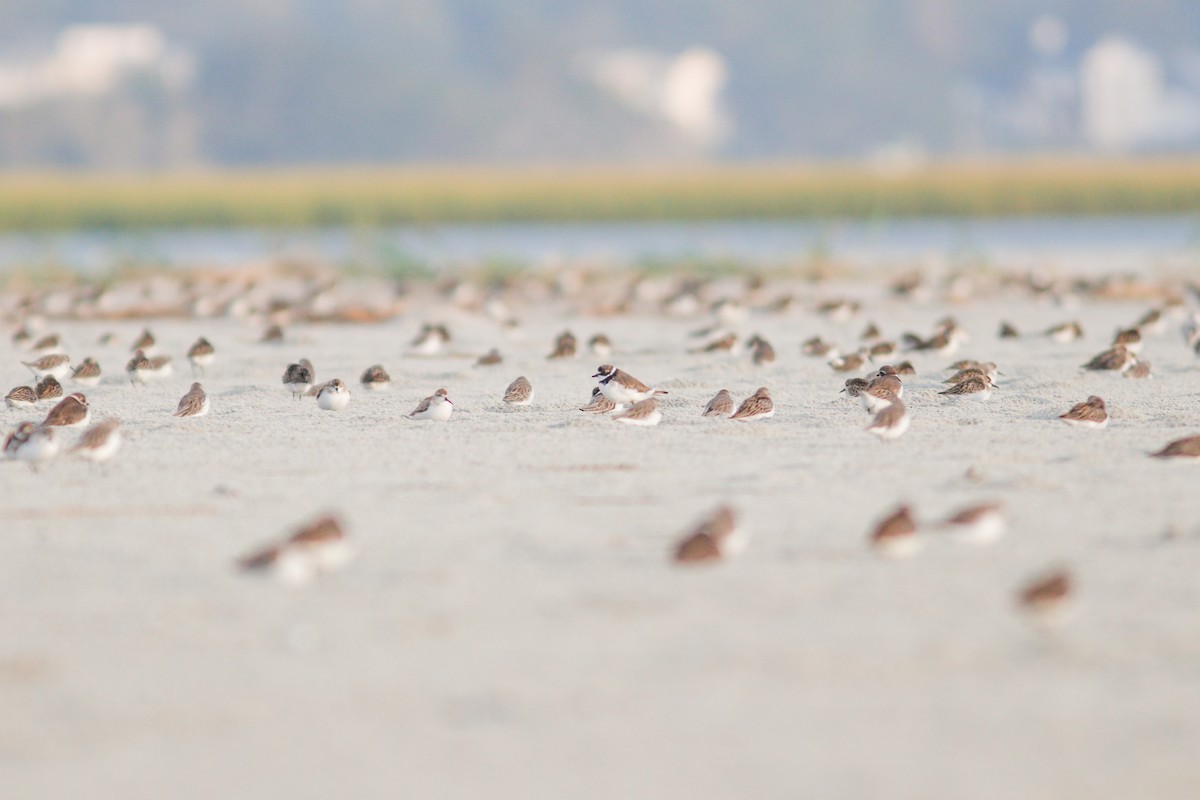 Semipalmated Plover - ML611924118