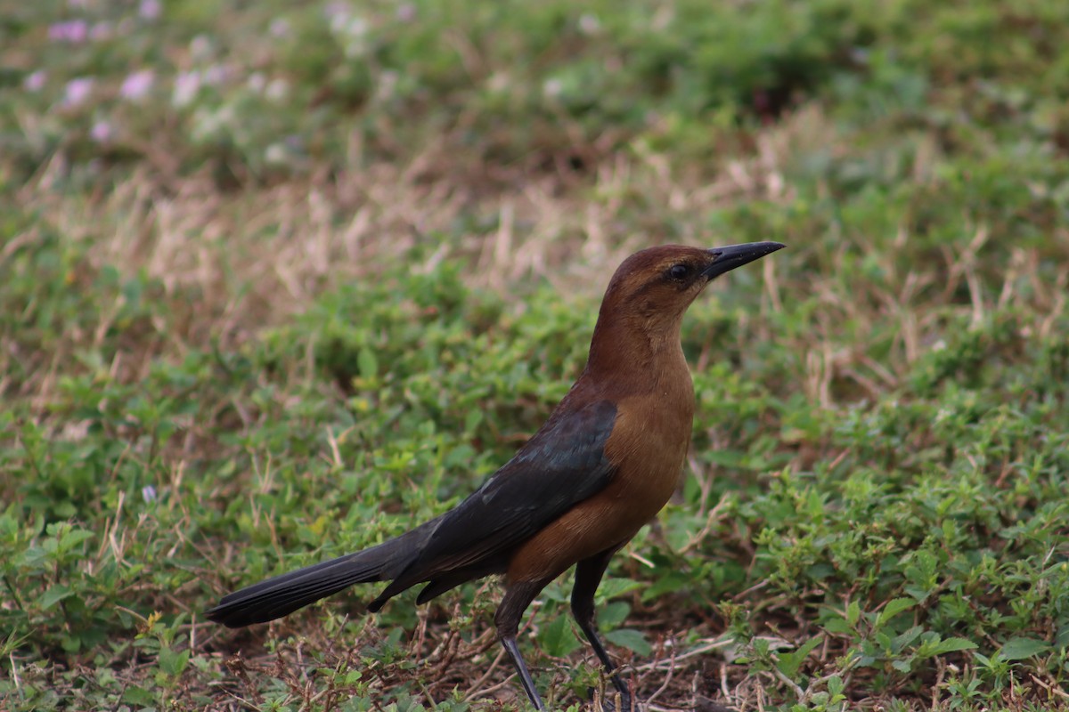 Boat-tailed Grackle - ML611924691