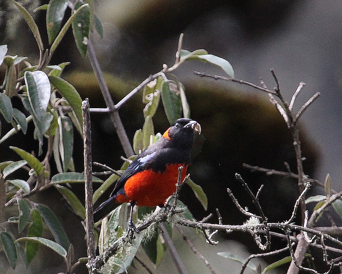 Scarlet-bellied Mountain Tanager - Terry Master