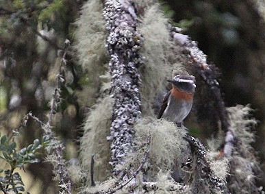 Rufous-breasted Chat-Tyrant - ML611924882