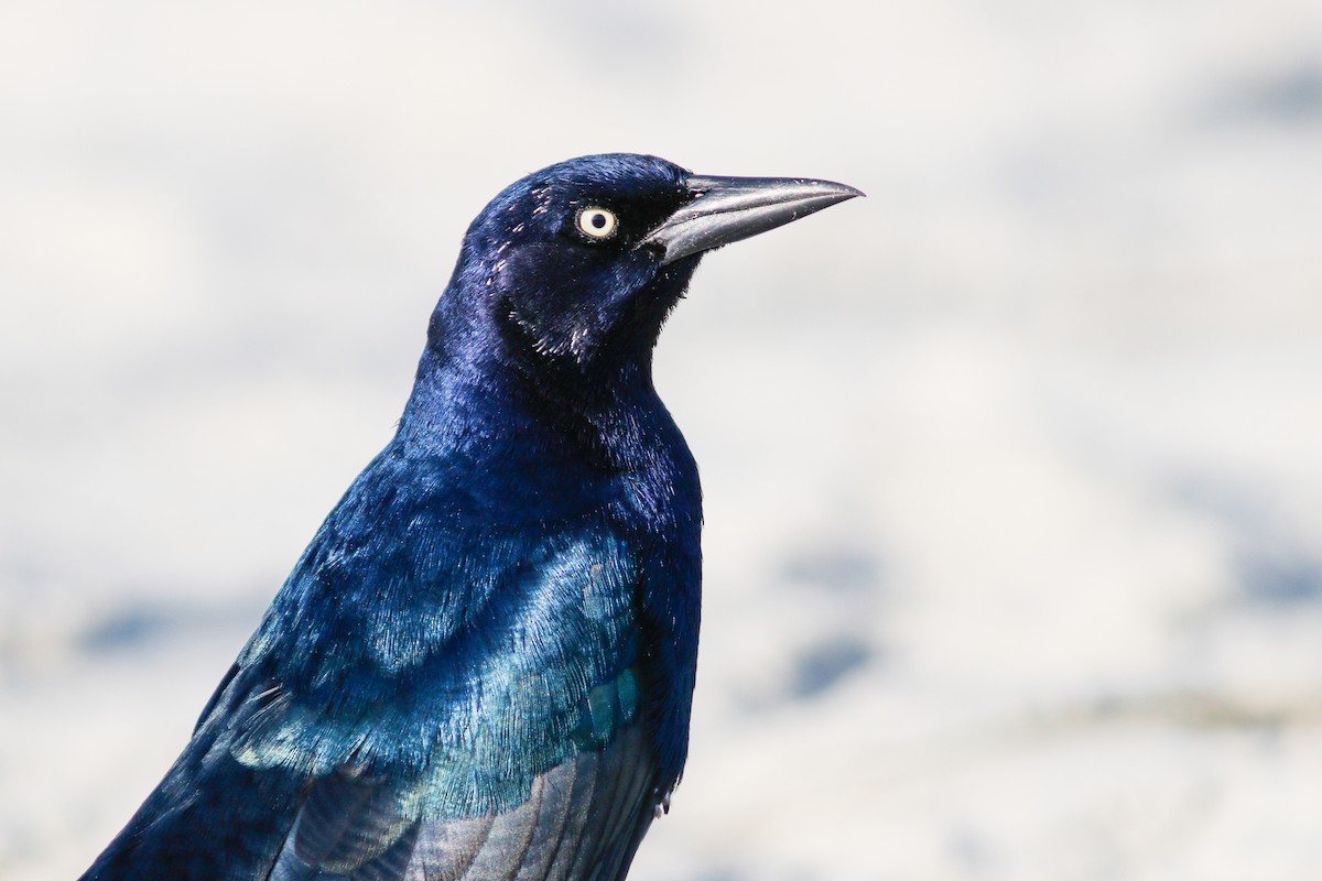 Boat-tailed Grackle - ML611925160