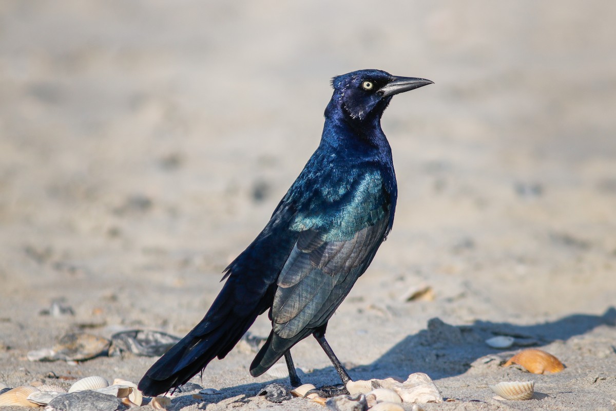 Boat-tailed Grackle - ML611925161