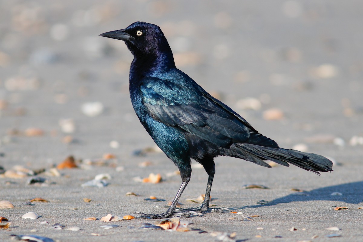 Boat-tailed Grackle - ML611925162