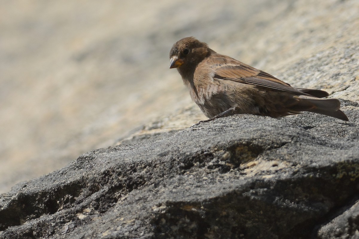 Gray-crowned Rosy-Finch - ML611925221
