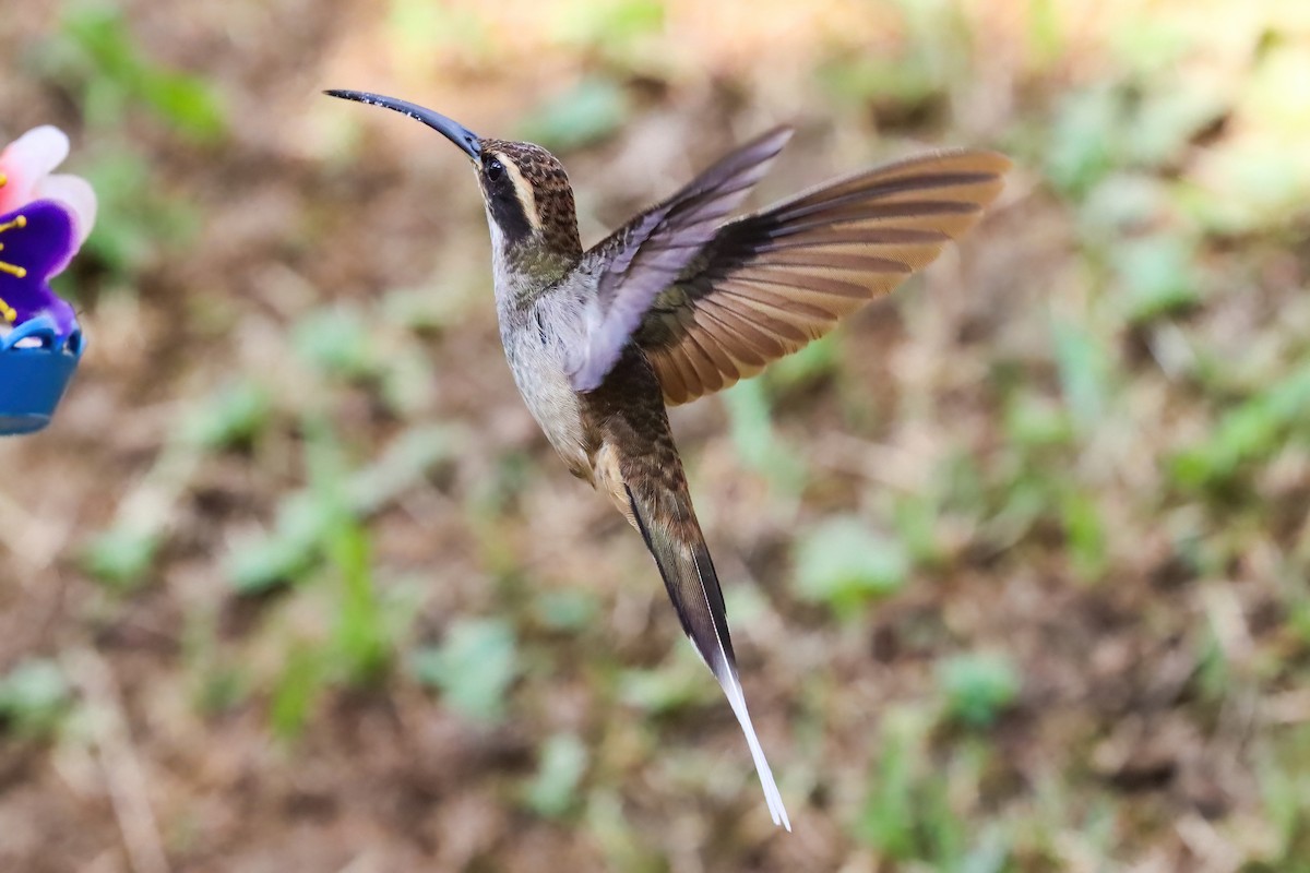 Scale-throated Hermit - ML611925462