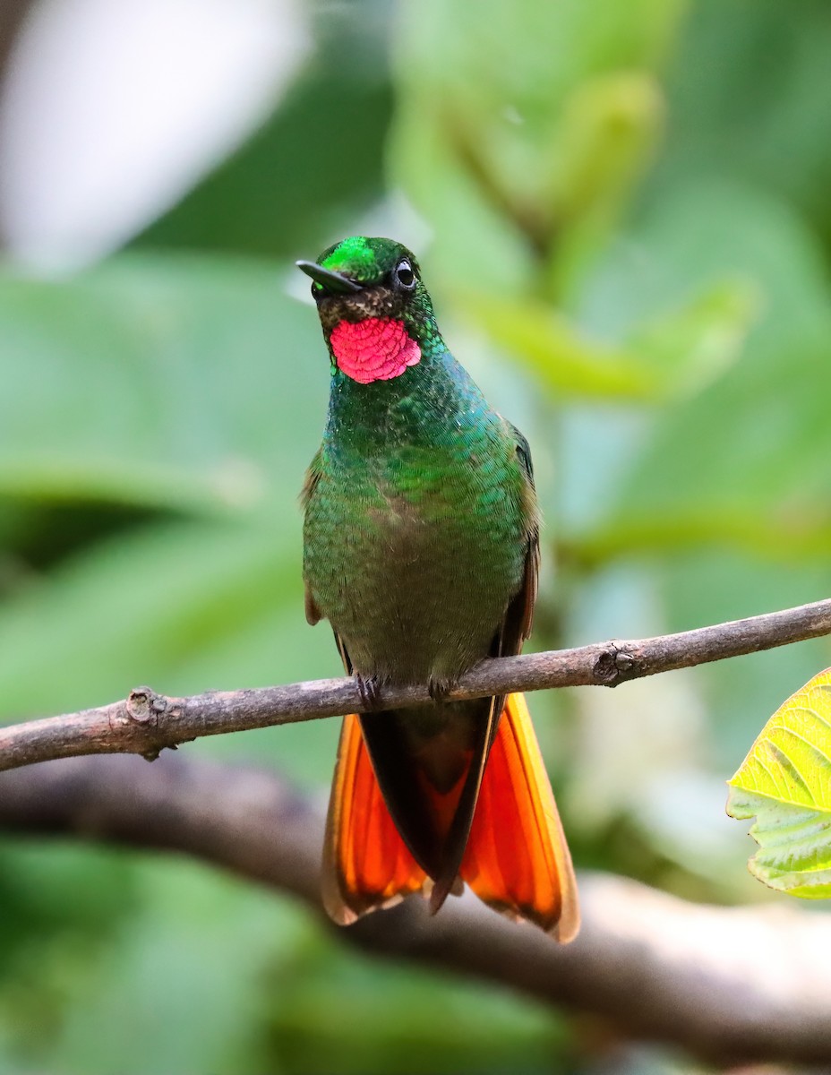 kolibřík brazilský - ML611925587