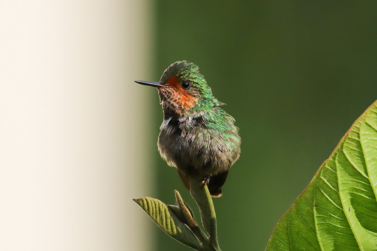 Frilled Coquette - ML611925782