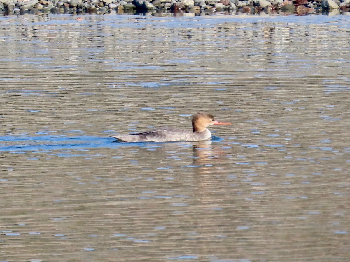 Red-breasted Merganser - Jacqueline Knowlton