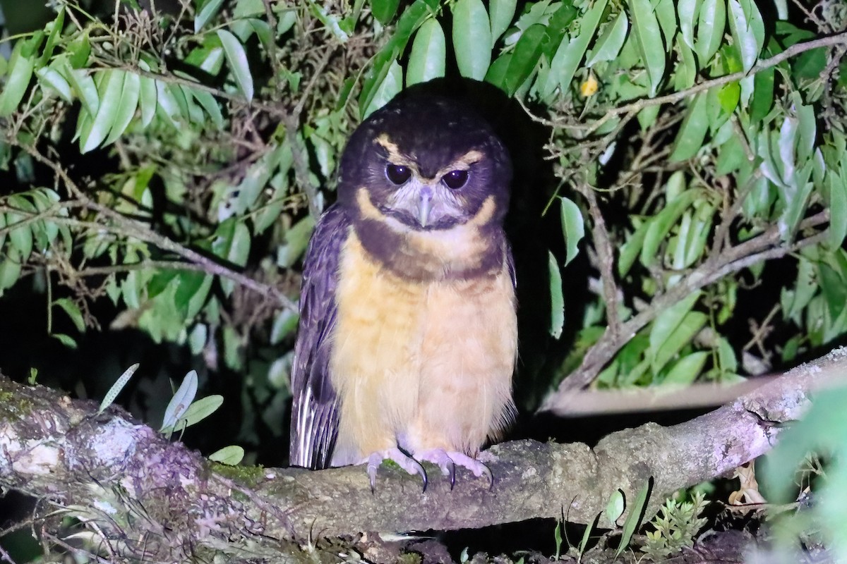 Tawny-browed Owl - ML611925954